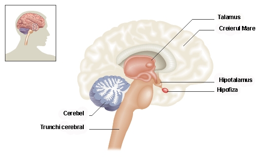 imagini sistemul limbic